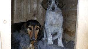 Maltrattava i suoi tre cani, condannato a 4mila euro di multa