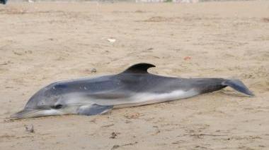 <b>SULLA SPIAGGIA.</b> Trovati un delfino e una tartaruga