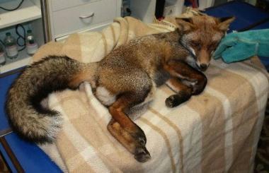 La giovane volpe nellambulatorio del veterinario 