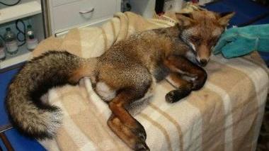 La giovane volpe nell’ambulatorio del veterinario