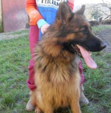 Kira, lupa di due anni in attesa di una famiglia