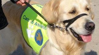 Un cane addestrato per l’assistenza alle persone con handicap