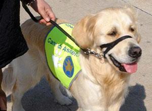 Pet Therapy al via, con i cani si curano problemi psichici