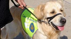 Pet Therapy al via, con i cani si curano problemi psichici