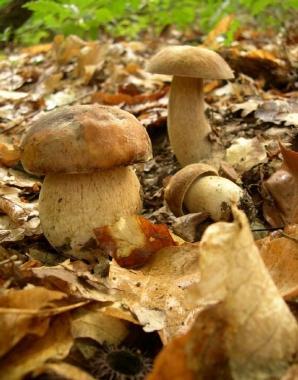 Funghi nei boschi delle Val di Cornia 