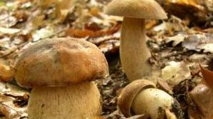 Funghi nei boschi delle Val di Cornia