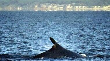 <b>LA PINNA. </b>Un dettaglio della pinna della balena nel golfo