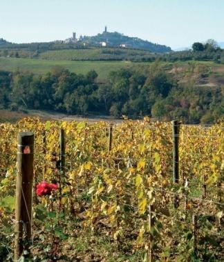 Uno scorcio della tenuta Cosimo Maria Masini    