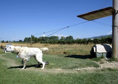 Un cane lasciato alla catena 
