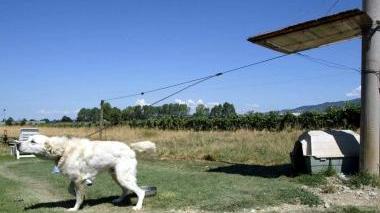 Un cane lasciato alla catena