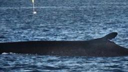 <b>BALENA.</b> Avvistata domenica scorsa nel golfo di Follonica