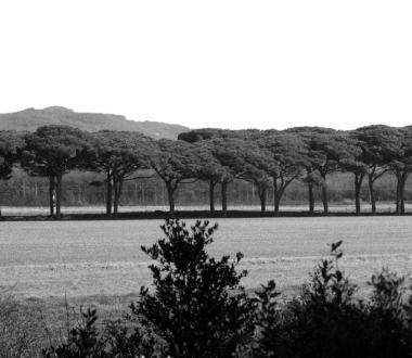 Una veduta del Parco di Rimigliano 