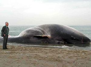 Balena di 25 metri spiaggiata nel Parco di San Rossore
