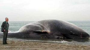 Balena di 25 metri spiaggiata nel Parco di San Rossore