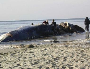 A sinistra e sopra il sopralluogo di studiosi amministratori, tecnici dell’Arpat e Capitaneria A destra un primo piano del cetaceo spiaggiato sul litorale all’altezza di San Rossore