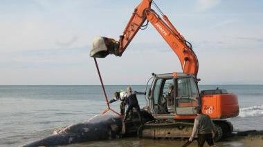 La balena durante l’operazione di imbragatura