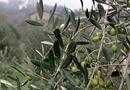 Una gara tra i produttori per il miglior olio elbano