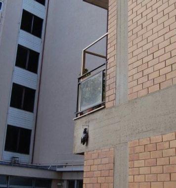 <b>IL PICCIONE </b>ormai senza vita stretto nella morsa della tagliola appesa al balcone 