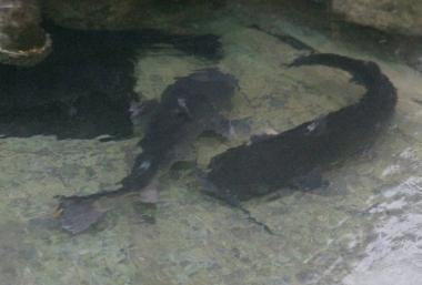 Maxi pescigatti e tartarughe ninja nella vasca da incubo alla stazione