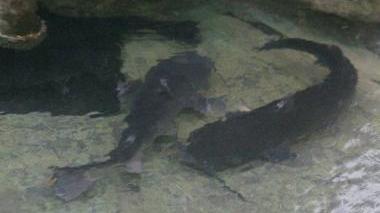 Maxi pescigatti e tartarughe ninja nella vasca da incubo alla stazione