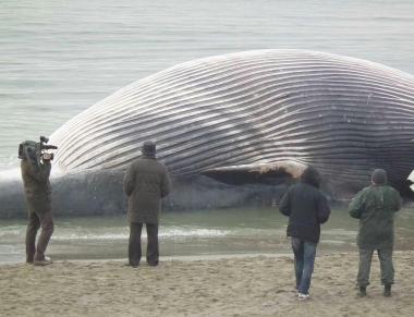 La balena spiaggiata a San Rossore