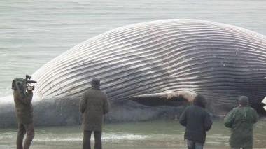 La balena spiaggiata a San Rossore
