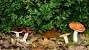 Funghi, nuove regole per la raccolta