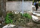 Giro di vite dei vigili urbani su piante e siepi a bordo strada