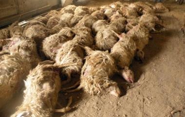 <b>PECORE MORTE. </b>Le 53 pecore morte nel capannone dellazienda di Magliano 