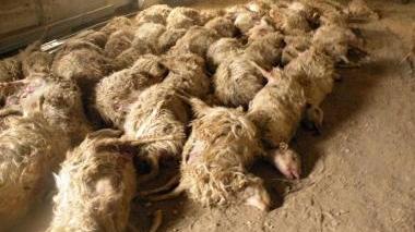 <b>PECORE MORTE. </b>Le 53 pecore morte nel capannone dell’azienda di Magliano