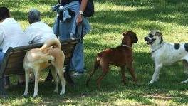 <b>A PASSEGGIO.</b> Cani in un parco