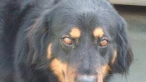 SOS ANIMALI