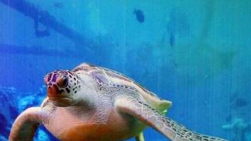 Una tartaruga marina ospite dell’ acquario di Livorno