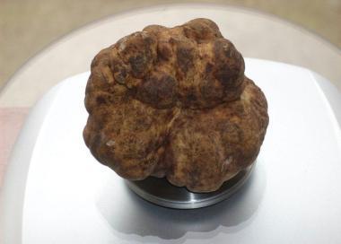 <b>TARTUFO RECORD.</b> Trovato nella pineta di Marina  