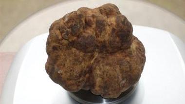 <b>TARTUFO RECORD.</b> Trovato nella pineta di Marina