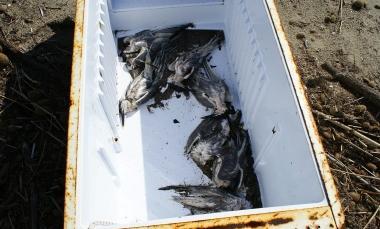 Gli uccelli morti trovati dentro il vecchio frigorifero alla deriva nel mare di Vada 