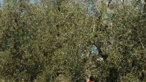 Un uomo pota un olivo (archivio)