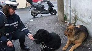 Cane rischia di morire: padrona nei guai