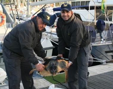 Tartaruga marina di 50 chili salvata da una barca in transito
