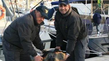Tartaruga marina di 50 chili salvata da una barca in transito
