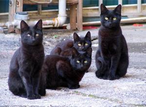 Riti satanici: gatti neri scuoiati