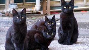 Riti satanici: gatti neri scuoiati