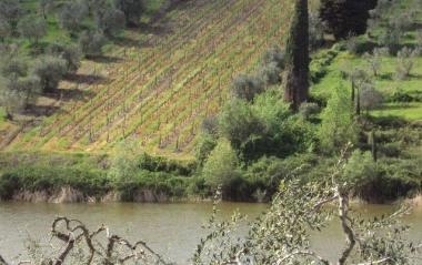 Il bacino del Falchereto con una vigna a ridosso della sponda  
