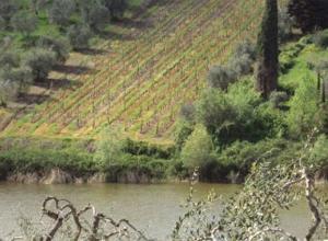 «Diserbante nel bacino di Falchereto»