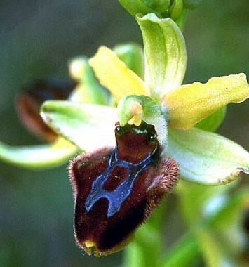 Nella foto unorchidea selvatica   