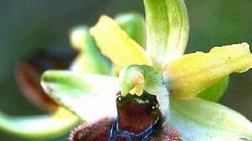 Nella foto un’orchidea selvatica
