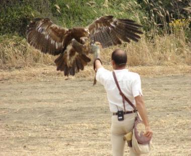 Ci saranno anche i falconieri alla prossima edizione di “NaturAmica”