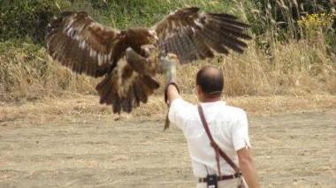 Ci saranno anche i falconieri alla prossima edizione di “NaturAmica”