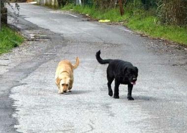 Cani a spasso in un parco 