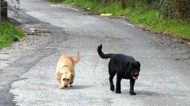 Cani a spasso in un parco